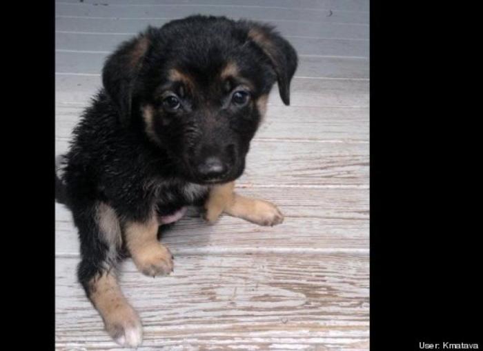 ¿Qué hacen un tigre o un león si les dejas una caja de cartón? El mejor vídeo de bichinos de la semana (VÍDEO)