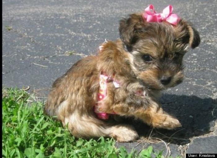 ¿Qué hacen un tigre o un león si les dejas una caja de cartón? El mejor vídeo de bichinos de la semana (VÍDEO)