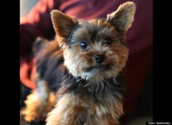 ¿Qué hacen un tigre o un león si les dejas una caja de cartón? El mejor vídeo de bichinos de la semana (VÍDEO)