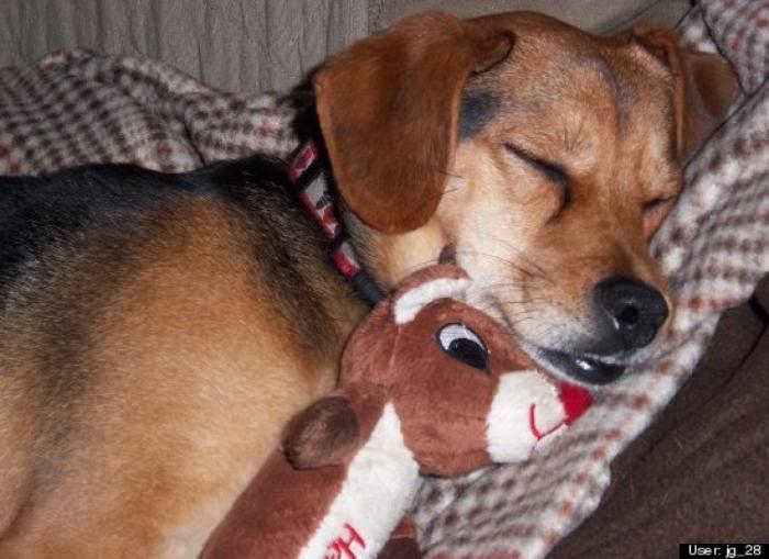 ¿Qué hacen un tigre o un león si les dejas una caja de cartón? El mejor vídeo de bichinos de la semana (VÍDEO)