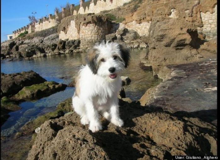 ¿Qué hacen un tigre o un león si les dejas una caja de cartón? El mejor vídeo de bichinos de la semana (VÍDEO)