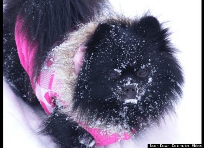 ¿Qué hacen un tigre o un león si les dejas una caja de cartón? El mejor vídeo de bichinos de la semana (VÍDEO)