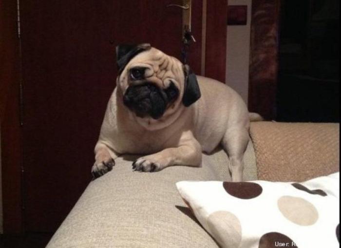 ¿Qué hacen un tigre o un león si les dejas una caja de cartón? El mejor vídeo de bichinos de la semana (VÍDEO)