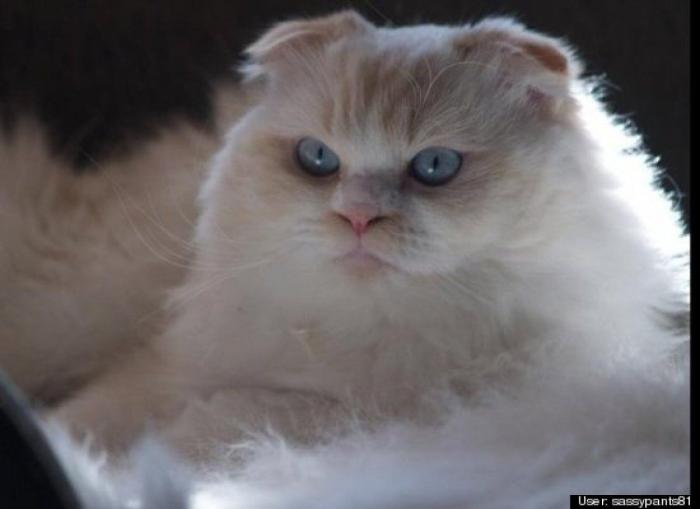 ¿Qué hacen un tigre o un león si les dejas una caja de cartón? El mejor vídeo de bichinos de la semana (VÍDEO)