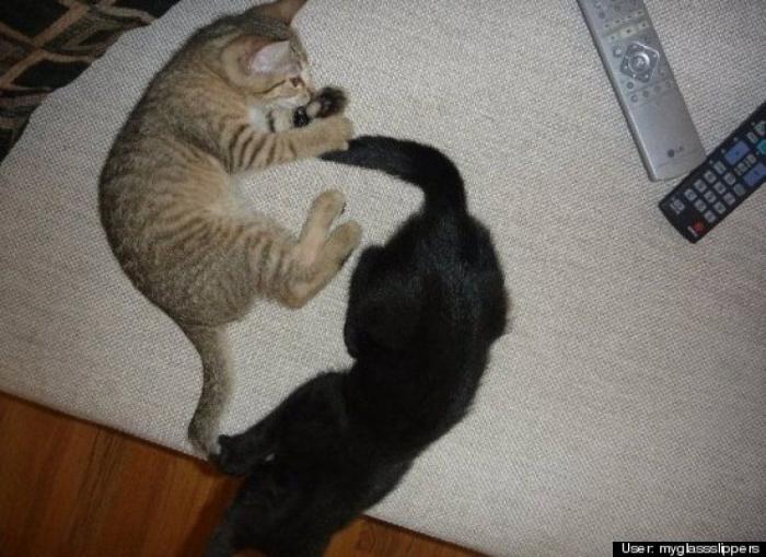 ¿Qué hacen un tigre o un león si les dejas una caja de cartón? El mejor vídeo de bichinos de la semana (VÍDEO)