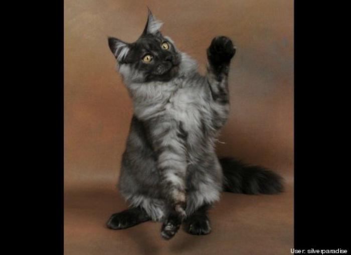 ¿Qué hacen un tigre o un león si les dejas una caja de cartón? El mejor vídeo de bichinos de la semana (VÍDEO)