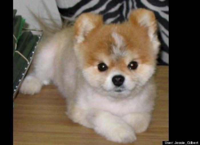 ¿Qué hacen un tigre o un león si les dejas una caja de cartón? El mejor vídeo de bichinos de la semana (VÍDEO)