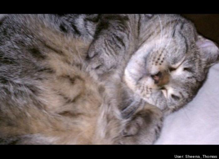 ¿Qué hacen un tigre o un león si les dejas una caja de cartón? El mejor vídeo de bichinos de la semana (VÍDEO)