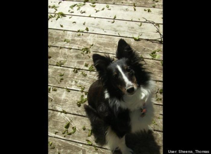 ¿Qué hacen un tigre o un león si les dejas una caja de cartón? El mejor vídeo de bichinos de la semana (VÍDEO)