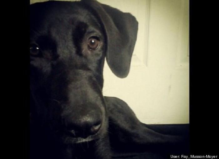 ¿Qué hacen un tigre o un león si les dejas una caja de cartón? El mejor vídeo de bichinos de la semana (VÍDEO)