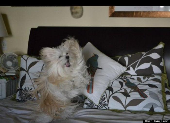 ¿Qué hacen un tigre o un león si les dejas una caja de cartón? El mejor vídeo de bichinos de la semana (VÍDEO)