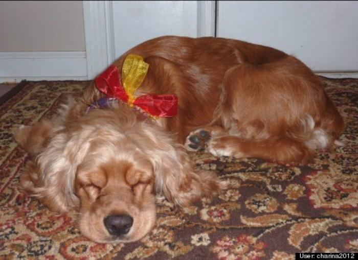 ¿Qué hacen un tigre o un león si les dejas una caja de cartón? El mejor vídeo de bichinos de la semana (VÍDEO)