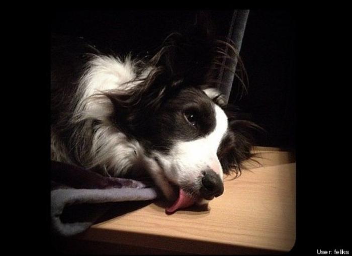 ¿Qué hacen un tigre o un león si les dejas una caja de cartón? El mejor vídeo de bichinos de la semana (VÍDEO)