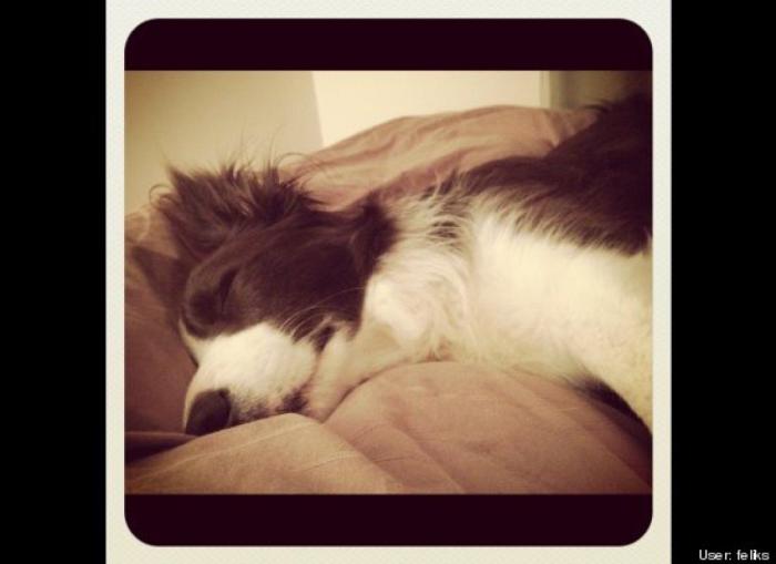 ¿Qué hacen un tigre o un león si les dejas una caja de cartón? El mejor vídeo de bichinos de la semana (VÍDEO)