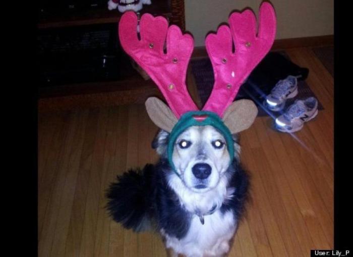 ¿Qué hacen un tigre o un león si les dejas una caja de cartón? El mejor vídeo de bichinos de la semana (VÍDEO)