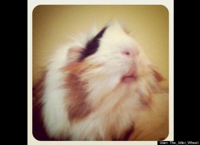 ¿Qué hacen un tigre o un león si les dejas una caja de cartón? El mejor vídeo de bichinos de la semana (VÍDEO)