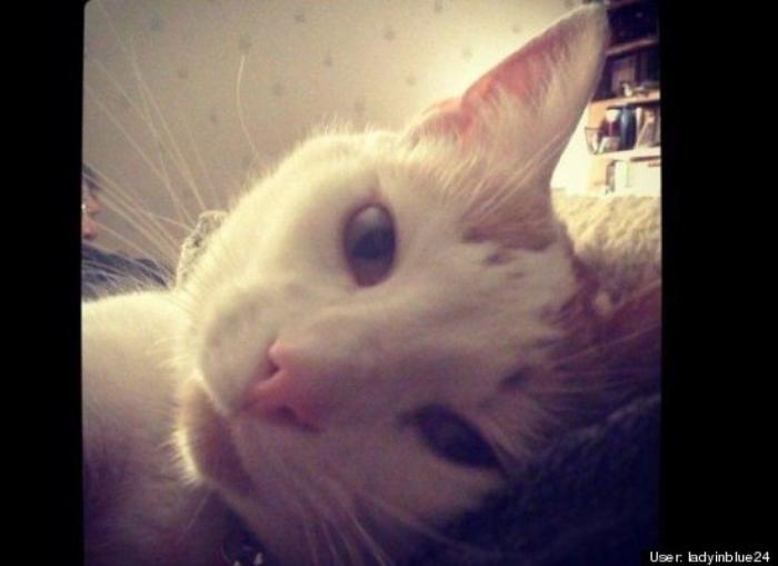 ¿Qué hacen un tigre o un león si les dejas una caja de cartón? El mejor vídeo de bichinos de la semana (VÍDEO)