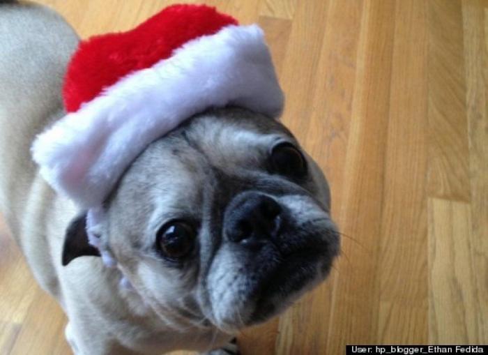 ¿Qué hacen un tigre o un león si les dejas una caja de cartón? El mejor vídeo de bichinos de la semana (VÍDEO)