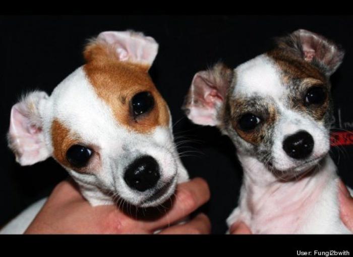 ¿Qué hacen un tigre o un león si les dejas una caja de cartón? El mejor vídeo de bichinos de la semana (VÍDEO)