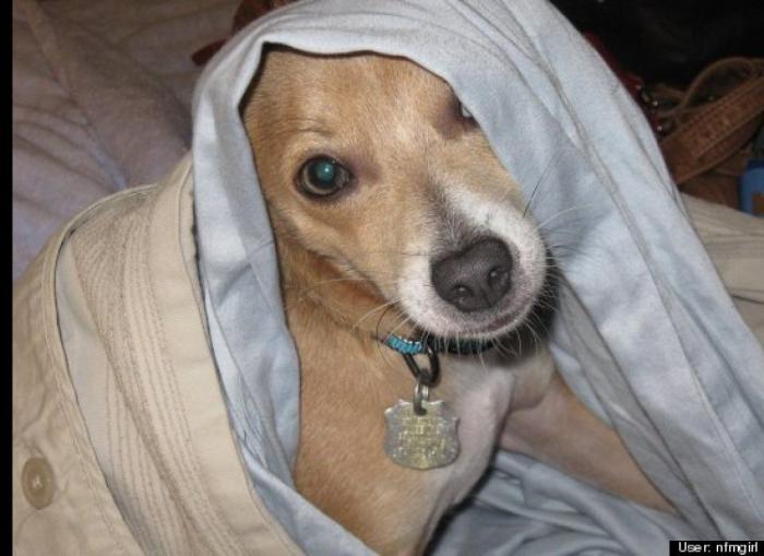 ¿Qué hacen un tigre o un león si les dejas una caja de cartón? El mejor vídeo de bichinos de la semana (VÍDEO)