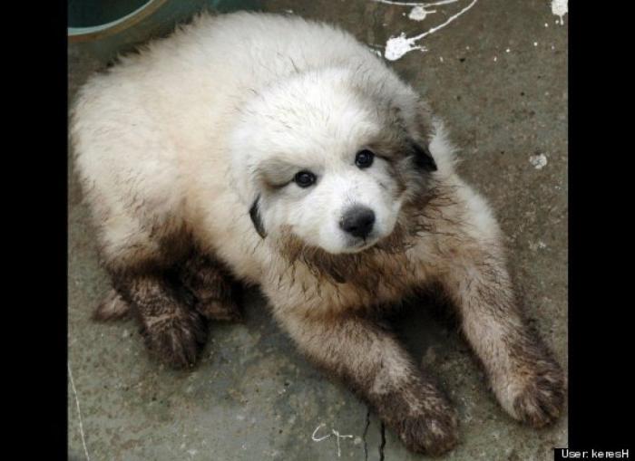 ¿Qué hacen un tigre o un león si les dejas una caja de cartón? El mejor vídeo de bichinos de la semana (VÍDEO)