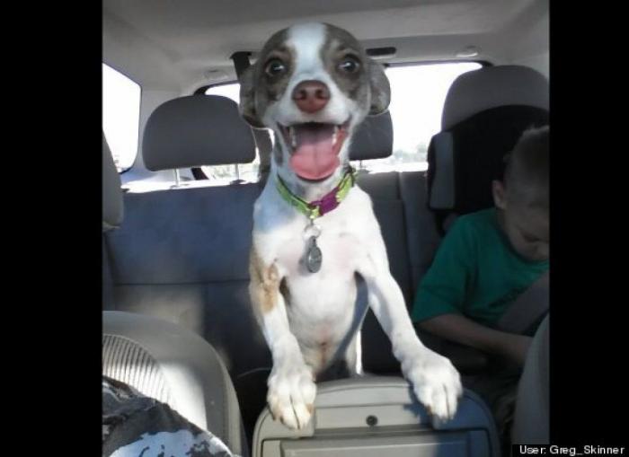 ¿Qué hacen un tigre o un león si les dejas una caja de cartón? El mejor vídeo de bichinos de la semana (VÍDEO)