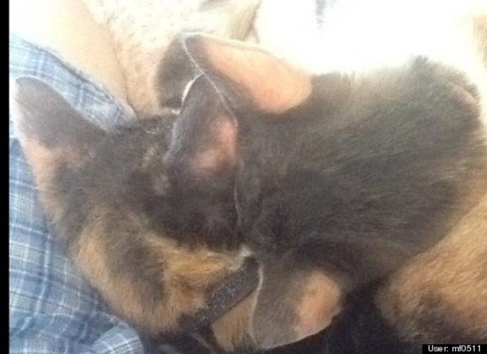 ¿Qué hacen un tigre o un león si les dejas una caja de cartón? El mejor vídeo de bichinos de la semana (VÍDEO)