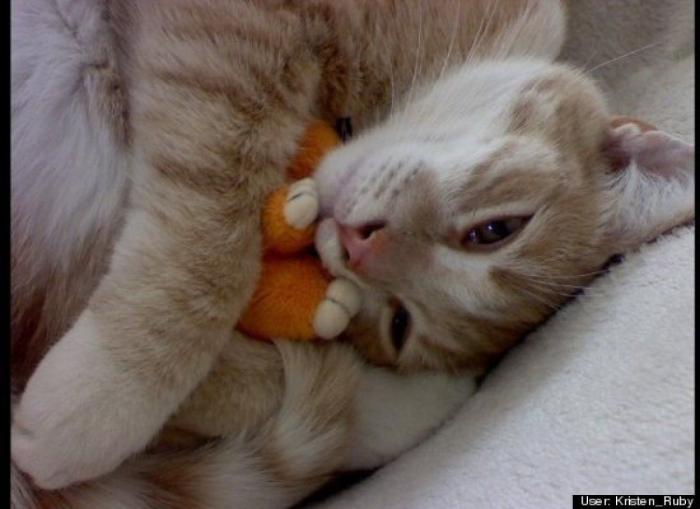 ¿Qué hacen un tigre o un león si les dejas una caja de cartón? El mejor vídeo de bichinos de la semana (VÍDEO)