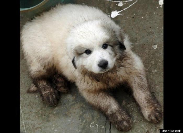 ¿Qué hacen un tigre o un león si les dejas una caja de cartón? El mejor vídeo de bichinos de la semana (VÍDEO)