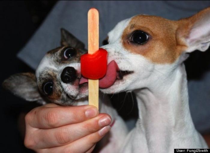 ¿Qué hacen un tigre o un león si les dejas una caja de cartón? El mejor vídeo de bichinos de la semana (VÍDEO)