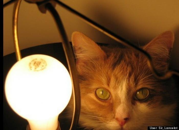 ¿Qué hacen un tigre o un león si les dejas una caja de cartón? El mejor vídeo de bichinos de la semana (VÍDEO)