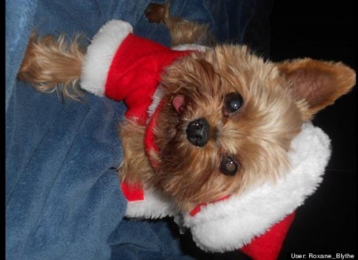 ¿Qué hacen un tigre o un león si les dejas una caja de cartón? El mejor vídeo de bichinos de la semana (VÍDEO)