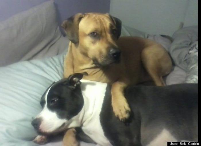 ¿Qué hacen un tigre o un león si les dejas una caja de cartón? El mejor vídeo de bichinos de la semana (VÍDEO)