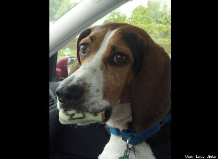 ¿Qué hacen un tigre o un león si les dejas una caja de cartón? El mejor vídeo de bichinos de la semana (VÍDEO)