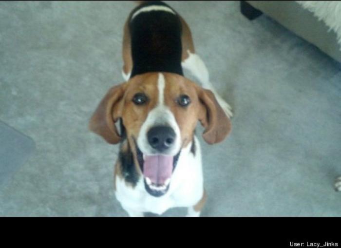 ¿Qué hacen un tigre o un león si les dejas una caja de cartón? El mejor vídeo de bichinos de la semana (VÍDEO)