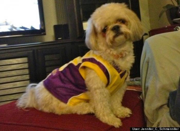 ¿Qué hacen un tigre o un león si les dejas una caja de cartón? El mejor vídeo de bichinos de la semana (VÍDEO)