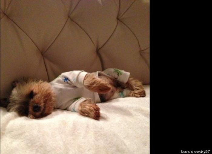 ¿Qué hacen un tigre o un león si les dejas una caja de cartón? El mejor vídeo de bichinos de la semana (VÍDEO)