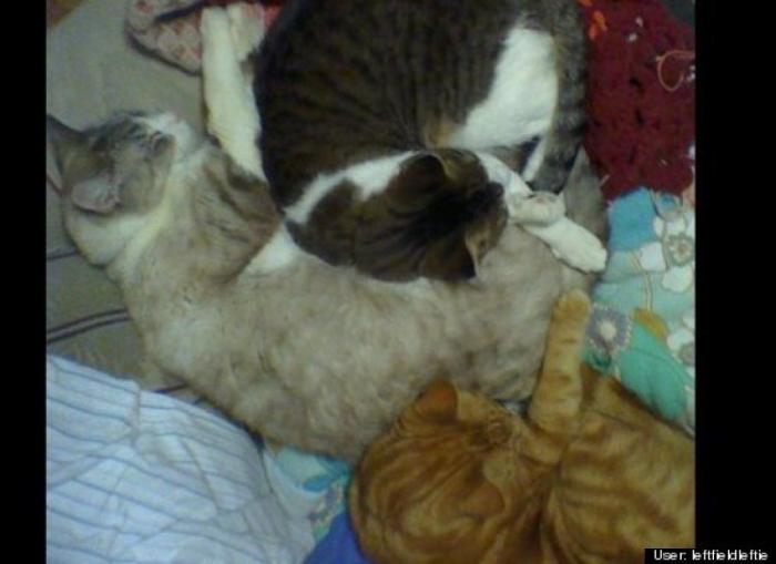 ¿Qué hacen un tigre o un león si les dejas una caja de cartón? El mejor vídeo de bichinos de la semana (VÍDEO)