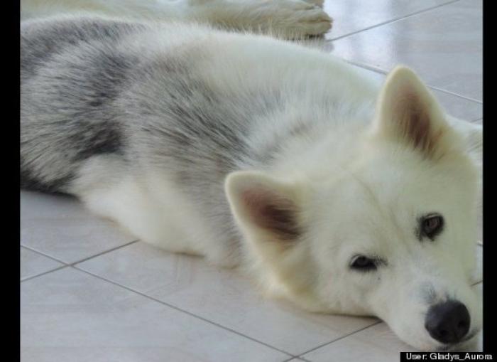 ¿Qué hacen un tigre o un león si les dejas una caja de cartón? El mejor vídeo de bichinos de la semana (VÍDEO)