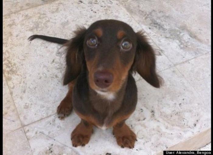 ¿Qué hacen un tigre o un león si les dejas una caja de cartón? El mejor vídeo de bichinos de la semana (VÍDEO)