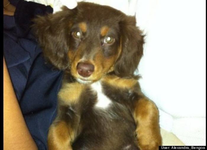 ¿Qué hacen un tigre o un león si les dejas una caja de cartón? El mejor vídeo de bichinos de la semana (VÍDEO)