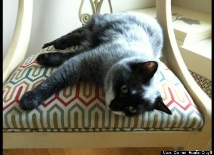 ¿Qué hacen un tigre o un león si les dejas una caja de cartón? El mejor vídeo de bichinos de la semana (VÍDEO)