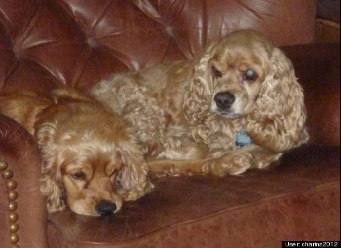 ¿Qué hacen un tigre o un león si les dejas una caja de cartón? El mejor vídeo de bichinos de la semana (VÍDEO)