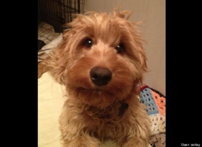 ¿Qué hacen un tigre o un león si les dejas una caja de cartón? El mejor vídeo de bichinos de la semana (VÍDEO)