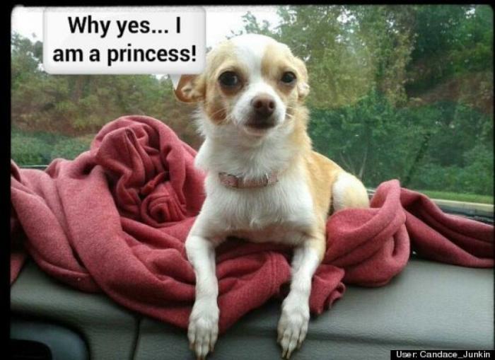 ¿Qué hacen un tigre o un león si les dejas una caja de cartón? El mejor vídeo de bichinos de la semana (VÍDEO)