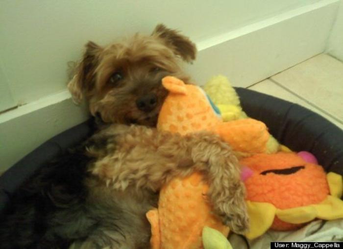 ¿Qué hacen un tigre o un león si les dejas una caja de cartón? El mejor vídeo de bichinos de la semana (VÍDEO)