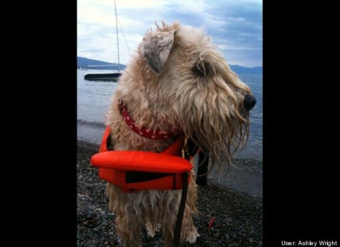 ¿Qué hacen un tigre o un león si les dejas una caja de cartón? El mejor vídeo de bichinos de la semana (VÍDEO)