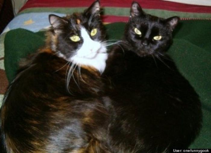 ¿Qué hacen un tigre o un león si les dejas una caja de cartón? El mejor vídeo de bichinos de la semana (VÍDEO)