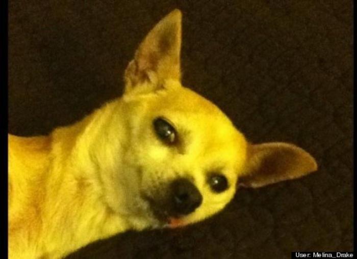 ¿Qué hacen un tigre o un león si les dejas una caja de cartón? El mejor vídeo de bichinos de la semana (VÍDEO)