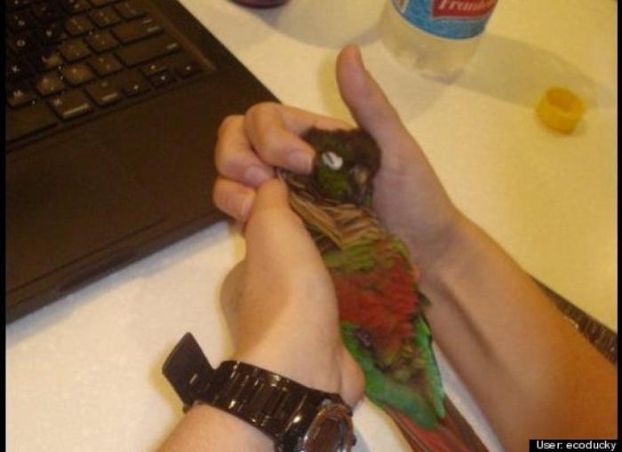 ¿Qué hacen un tigre o un león si les dejas una caja de cartón? El mejor vídeo de bichinos de la semana (VÍDEO)